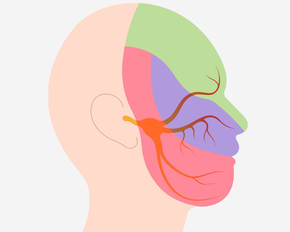 Exploring the branches of the trigeminal nerve