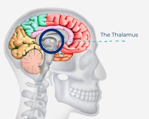 The Thalamus location highlighted on chart